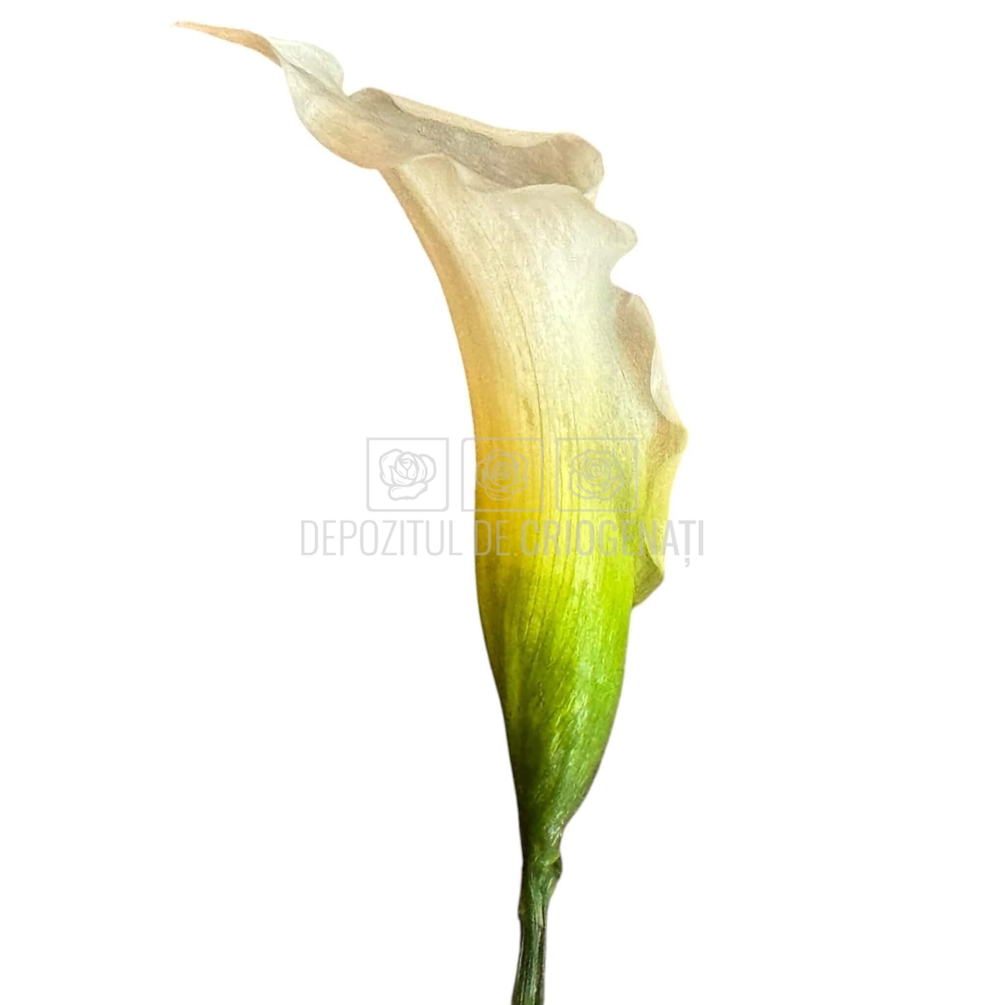 Mini Cale Criogenate Naturale Verdissimo (7-10 cm) - Depozitul de Criogenati
