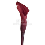 Mini Cale Criogenate Roz inchis - mov pudrat (7-10 cm) - Depozitul de Criogenati