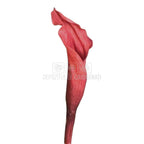 Mini Cale Criogenate Roz inchis - mov pudrat (7-10 cm) - Depozitul de Criogenati