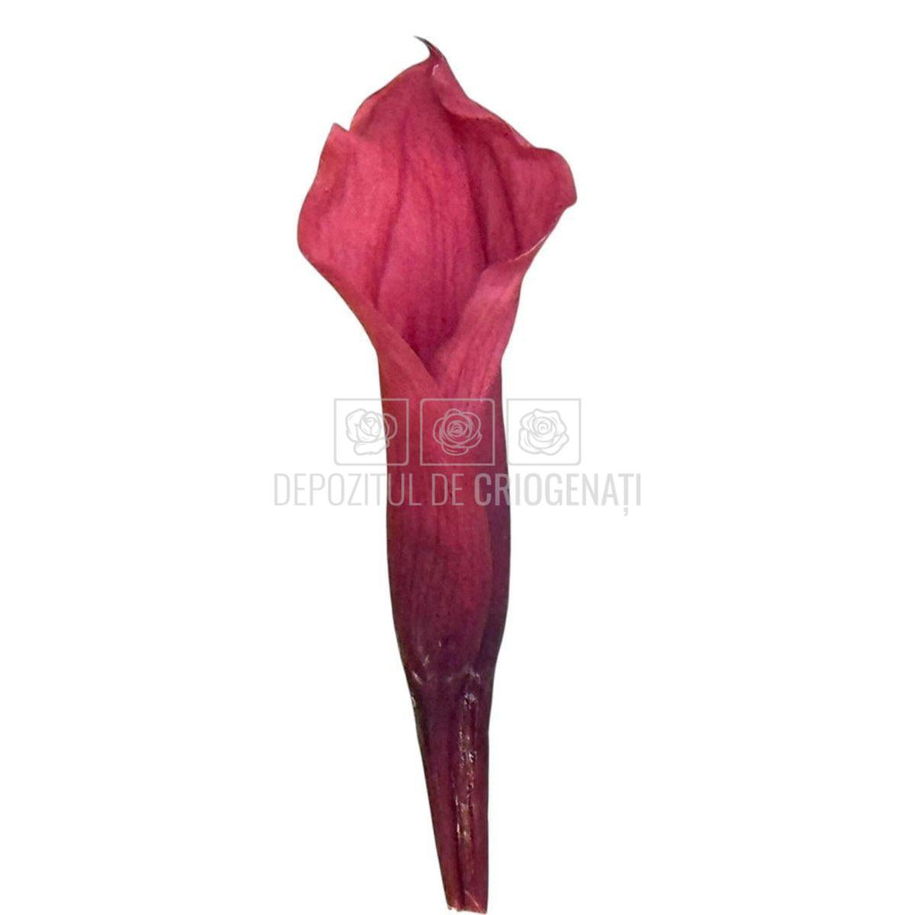 Mini Cale Criogenate Roz inchis - mov pudrat (7-10 cm) - Depozitul de Criogenati