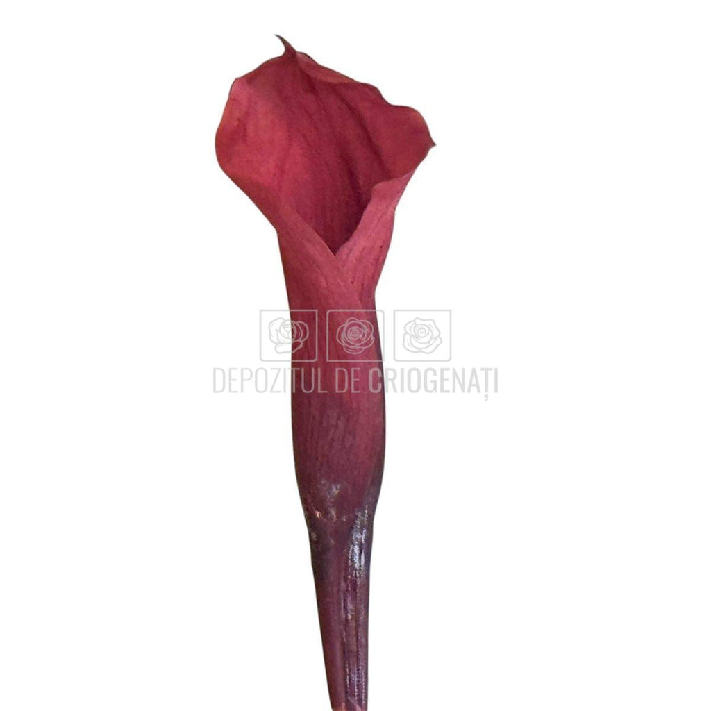 Mini Cale Criogenate Roz inchis - mov pudrat (7-10 cm) - Depozitul de Criogenati