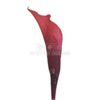 Mini Cale Criogenate Roz inchis - mov pudrat (7-10 cm) - Depozitul de Criogenati