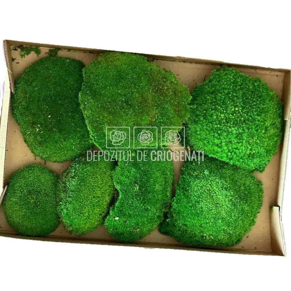 Muschi Stabilizat Bombat Verde (cutie 180gr)