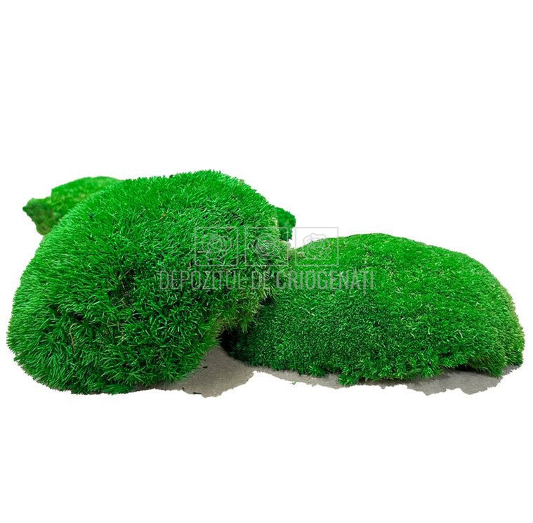 Muschi Stabilizat Bombat Verde (cutie 180gr) - DepozituldeCriogenati.ro