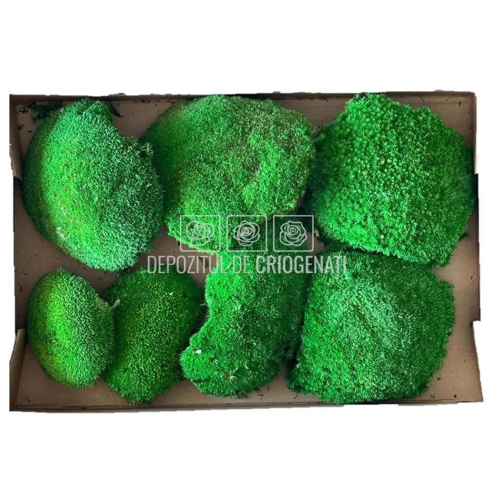 Muschi Stabilizat Bombat Verde (cutie 180gr)