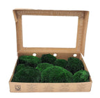 Muschi Stabilizat Bombat Verde inchis (cutie 180gr) - DepozituldeCriogenati.ro