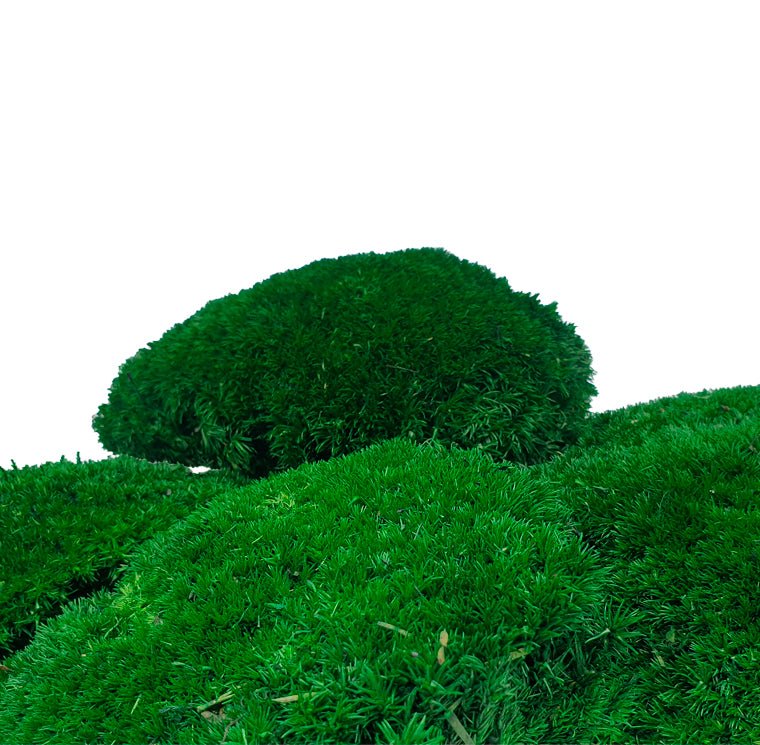 Muschi Stabilizat Bombat Verde inchis (cutie 180gr) - DepozituldeCriogenati.ro