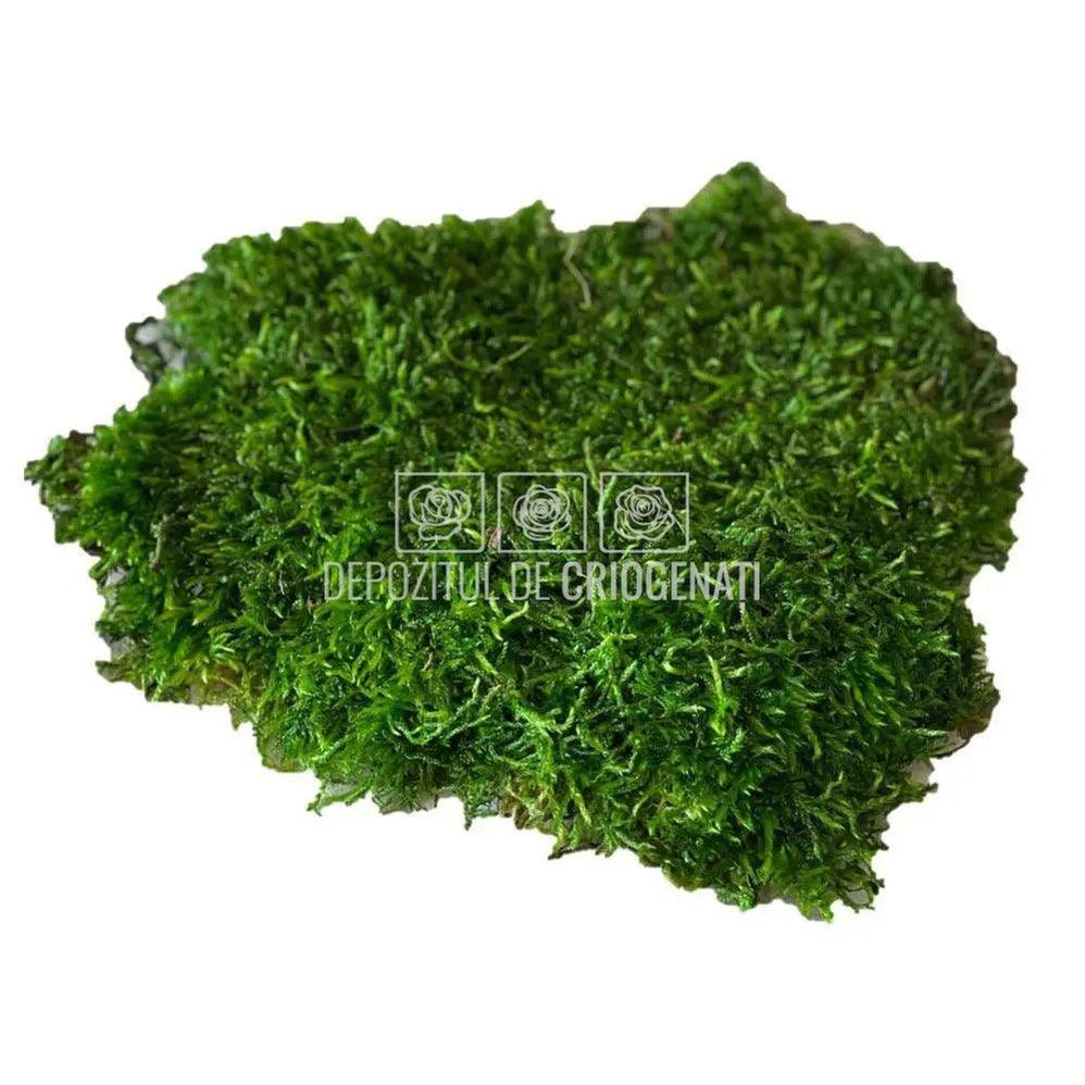 Muschi Stabilizat Plat Verde (punga 500gr) - Depozitul de Criogenati