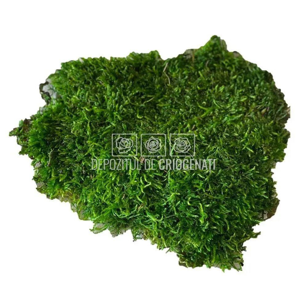Muschi Stabilizat Plat Verde (punga 500gr) - Depozitul de Criogenati