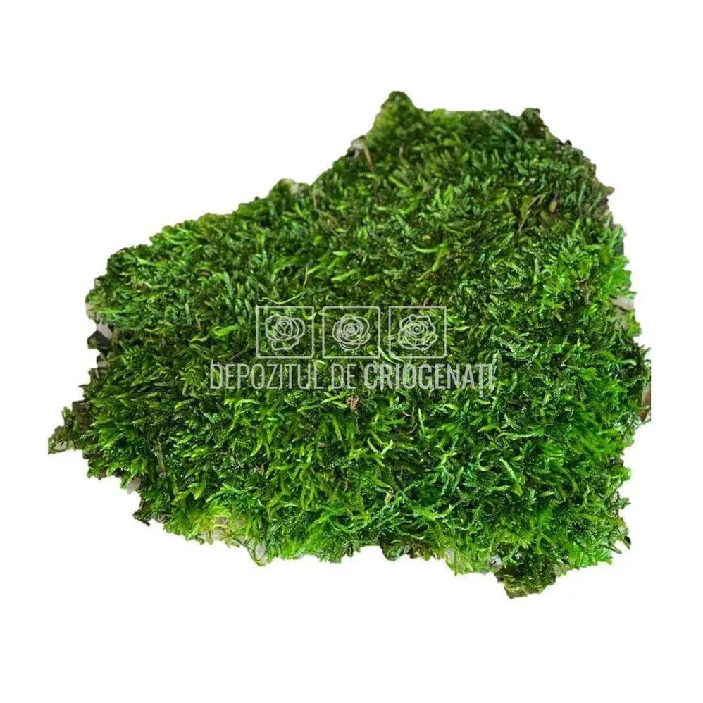 Muschi Stabilizat Plat Verde (punga 500gr) - Depozitul de Criogenati