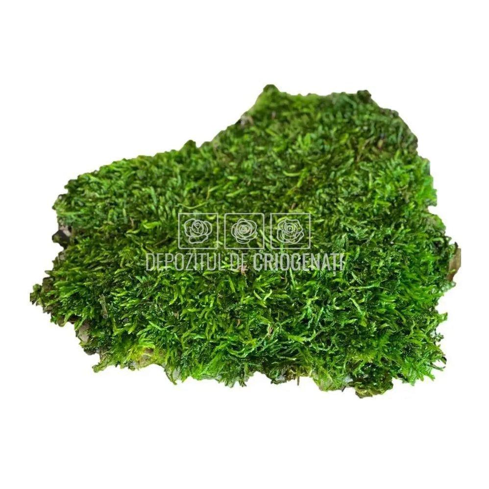 Muschi Stabilizat Plat Verde (punga 500gr) - Depozitul de Criogenati