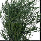 Buchet de eucalipt verde Nicoli criogenat, cu frunze subțiri și dese. Plante stabilizate pentru cadouri sau decor floral.