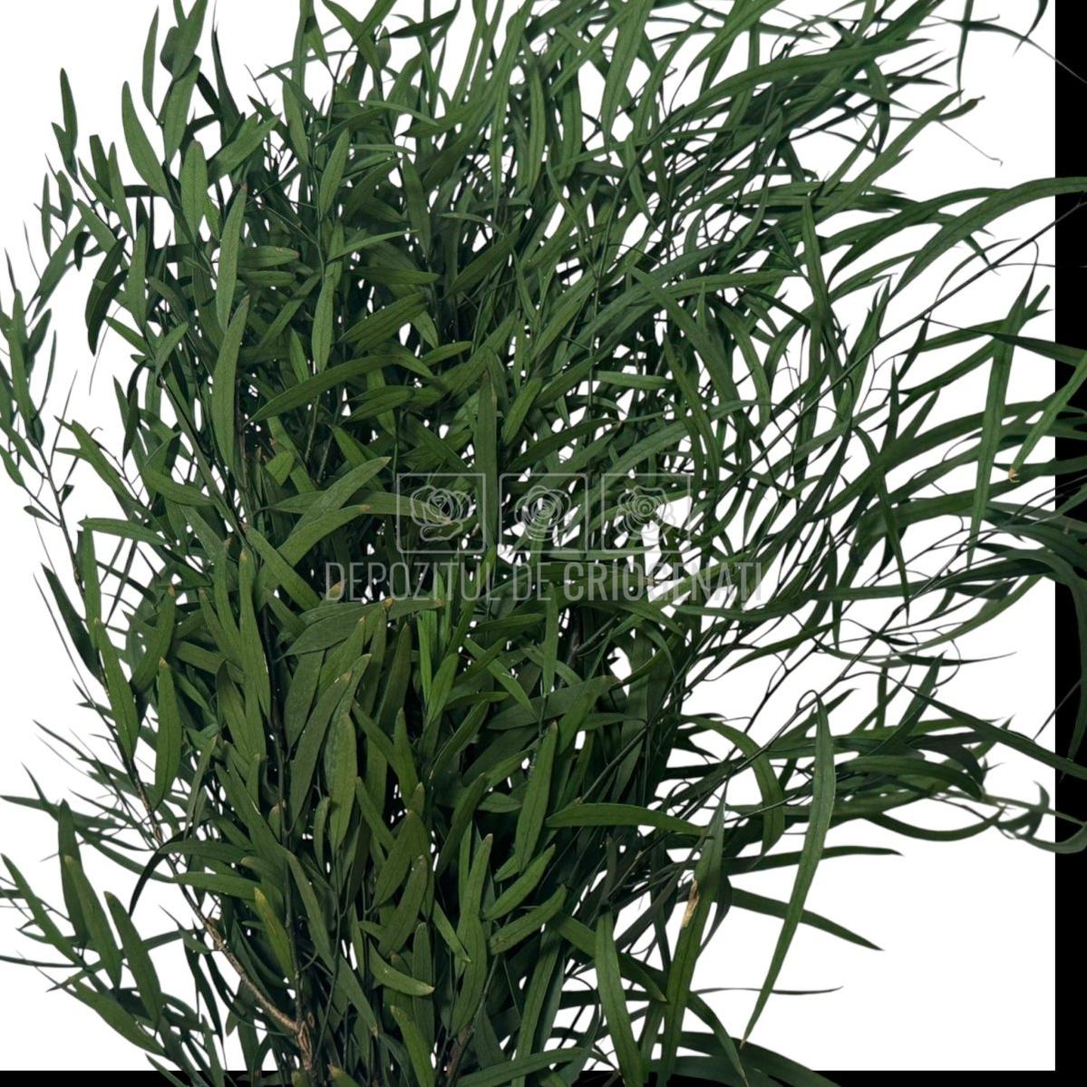 Buchet de eucalipt verde Nicoli criogenat, cu frunze subțiri și dese. Plante stabilizate pentru cadouri sau decor floral.