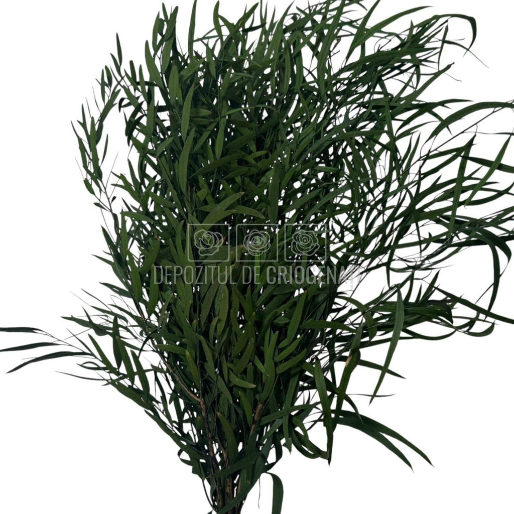 Buchet criogenat Nicoli Eucalipt Verde, frunziș bogat și vibrant. Plante stabilizate ideale pentru decor sau flori cadou.