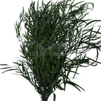 Buchet criogenat Nicoli Eucalipt Verde, frunziș bogat și vibrant. Plante stabilizate ideale pentru decor sau flori cadou.