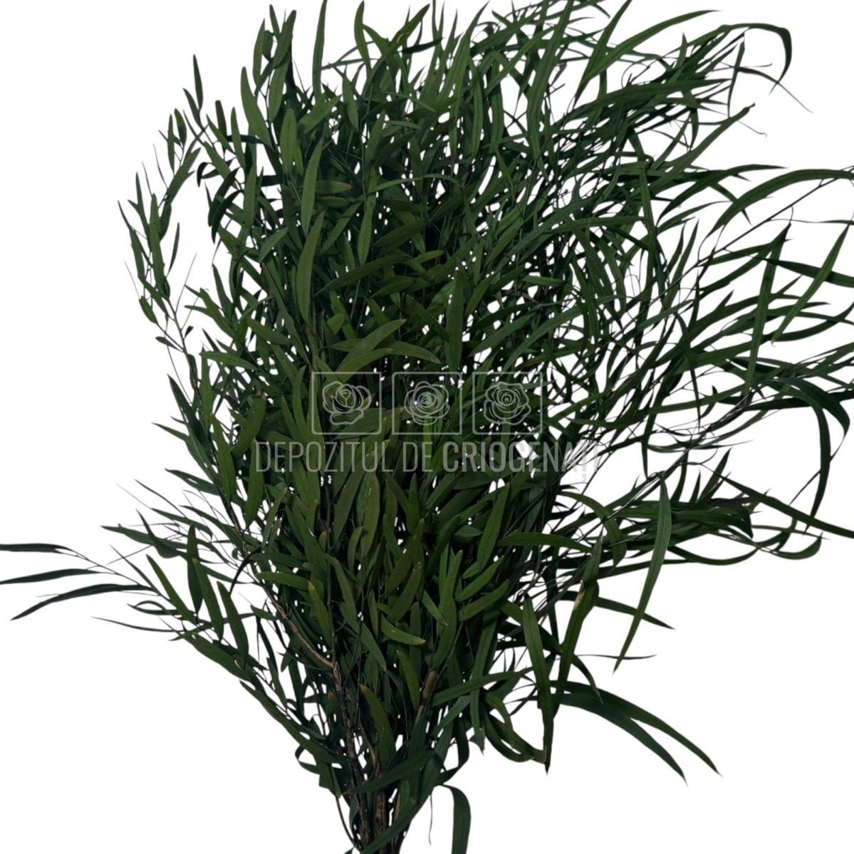 Buchet criogenat Nicoli Eucalipt Verde, frunziș bogat și vibrant. Plante stabilizate ideale pentru decor sau flori cadou.