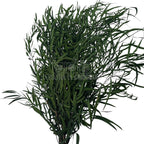 Frunze de eucalipt verde Nicoli criogenate, aranjate în buchet elegant. Plante stabilizate pentru decor de lungă durată.