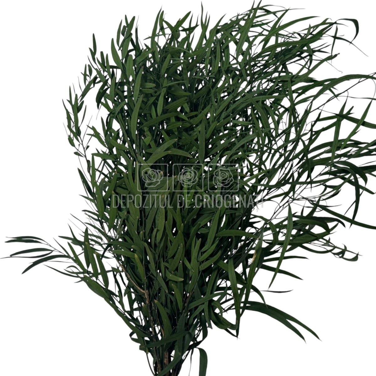 Frunze de eucalipt verde Nicoli criogenate, aranjate în buchet elegant. Plante stabilizate pentru decor de lungă durată.