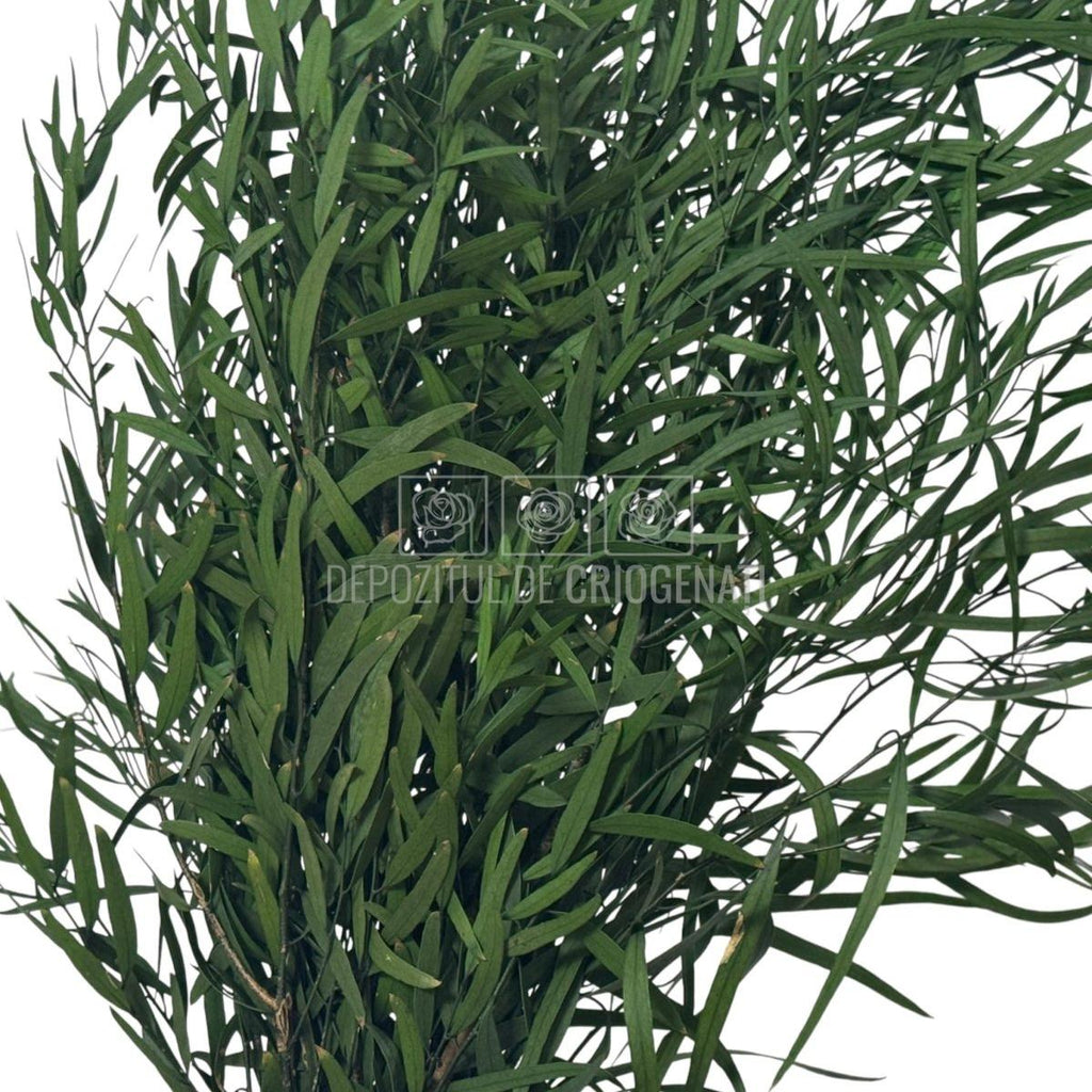 Plante stabilizate Nicoli Eucalipt Verde în buchet dens, perfect pentru aranjamente florale durabile. Buchet criogenat cu livrare rapidă.