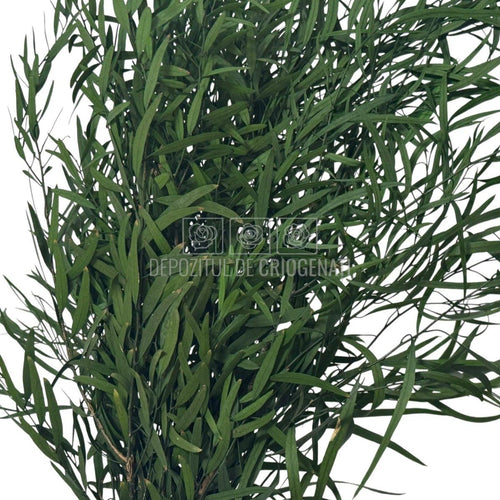 Plante stabilizate Nicoli Eucalipt Verde în buchet dens, perfect pentru aranjamente florale durabile. Buchet criogenat cu livrare rapidă.