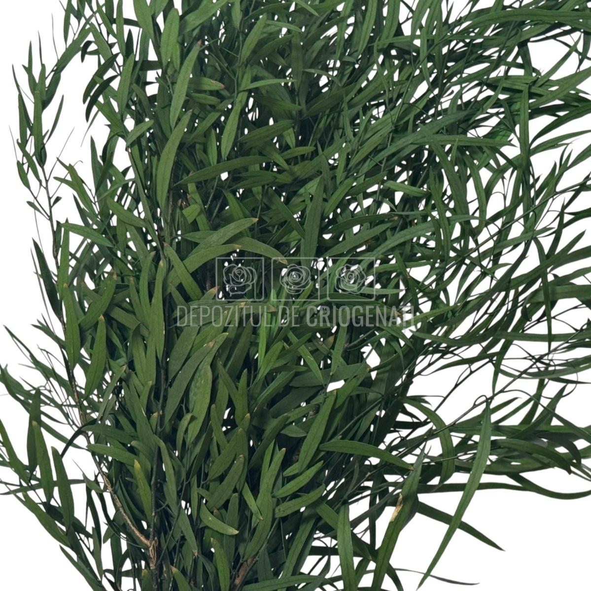 Plante stabilizate Nicoli Eucalipt Verde în buchet dens, perfect pentru aranjamente florale durabile. Buchet criogenat cu livrare rapidă.