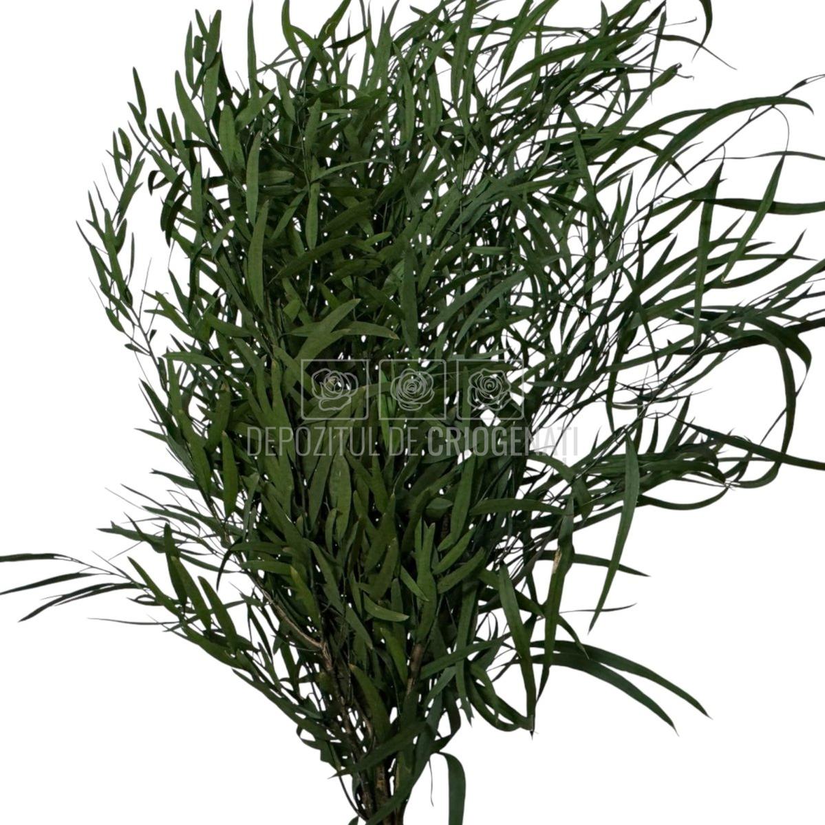 Buchet Criogenat Nicoli Eucalipt Verde cu frunze lungi, subțiri, ideal pentru decor natural. Plante stabilizate cu livrare rapidă în 24h.