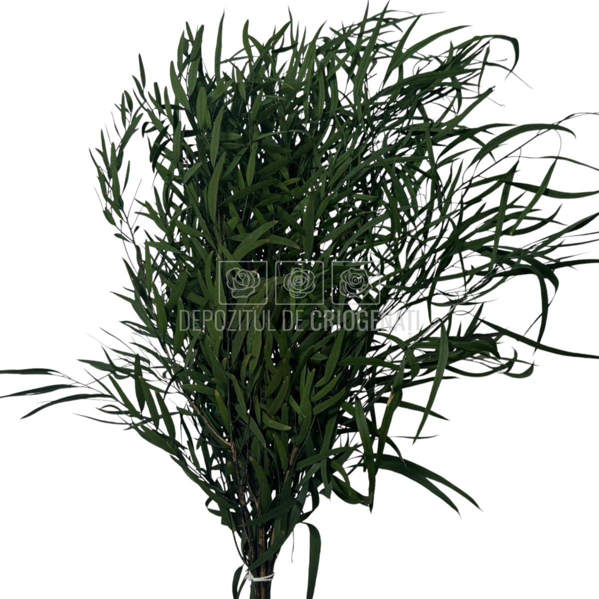 Aranjament de plante stabilizate Nicoli Eucalipt Verde, buchet criogenat cu aspect natural. Livrare rapidă în 24h.