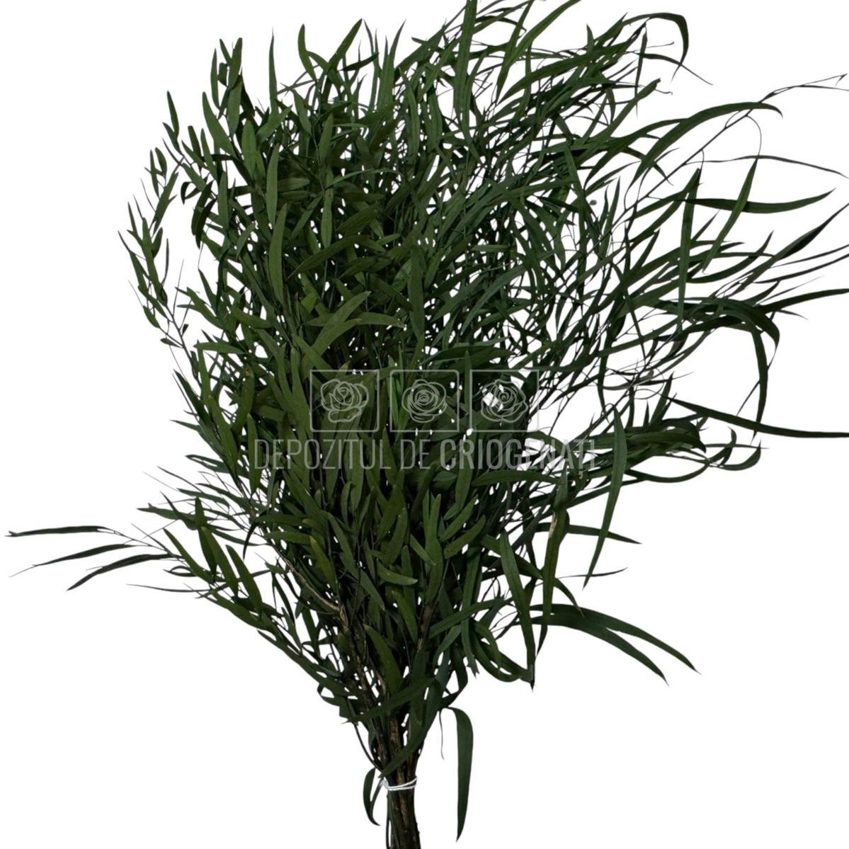 Buchet Nicoli Eucalipt Verde criogenat, cu aspect natural și frunziș bogat. Ideal pentru decor interior cu plante stabilizate.