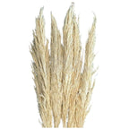 PAMPAS TOASTED crem deschis (buchet 5 fire, 80 - 90 cm) - Depozitul de Criogenati