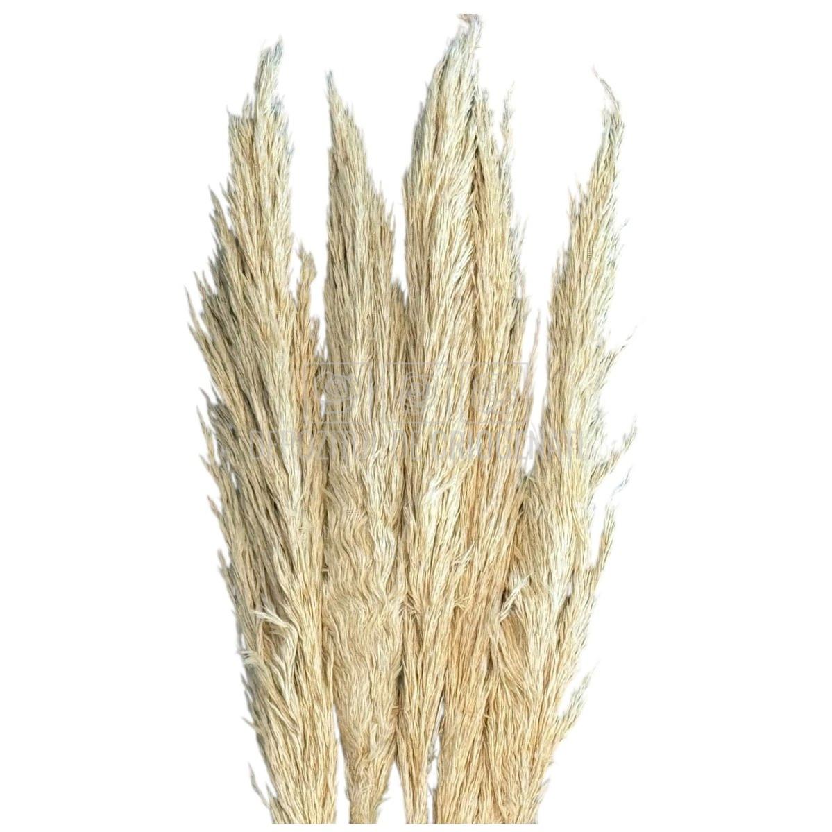 PAMPAS TOASTED crem deschis (buchet 5 fire, 80 - 90 cm) - Depozitul de Criogenati
