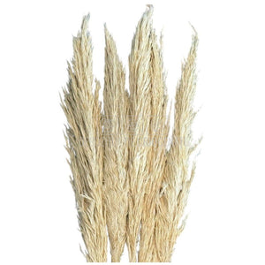 PAMPAS TOASTED crem deschis (buchet 5 fire, 80 - 90 cm) - Depozitul de Criogenati