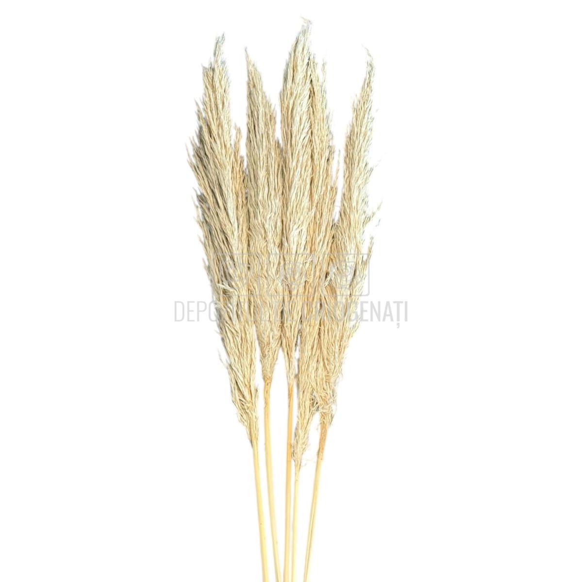 PAMPAS TOASTED crem deschis (buchet 5 fire, 80 - 90 cm) - Depozitul de Criogenati