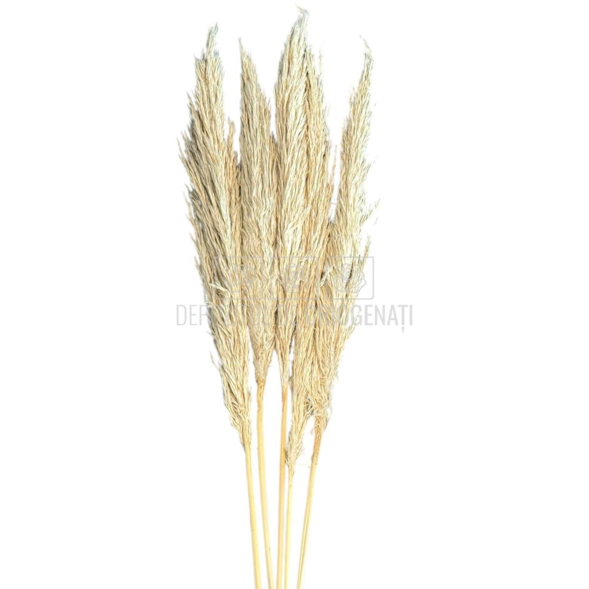 PAMPAS TOASTED crem deschis (buchet 5 fire, 80 - 90 cm) - Depozitul de Criogenati