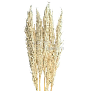 PAMPAS TOASTED crem deschis (buchet 5 fire, 80 - 90 cm) - Depozitul de Criogenati