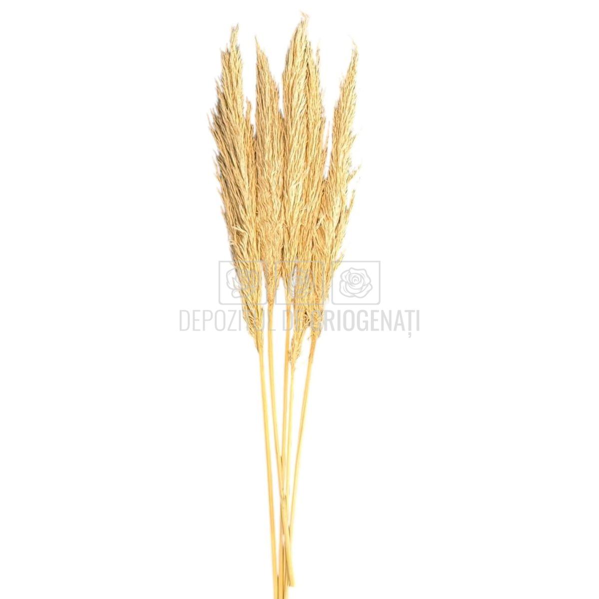 PAMPAS TOASTED crem deschis (buchet 5 fire, 80 - 90 cm) - Depozitul de Criogenati