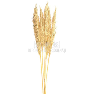 PAMPAS TOASTED crem deschis (buchet 5 fire, 80 - 90 cm) - Depozitul de Criogenati