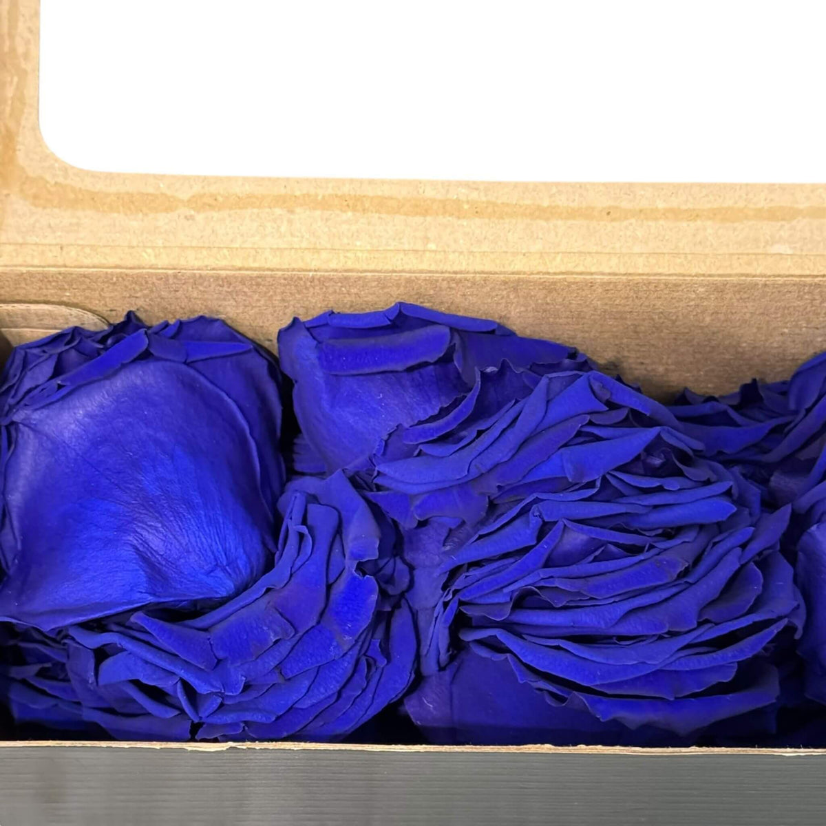 Petale de Trandafiri Criogenati PETALS BLU - 03 (cutie) - DepozituldeCriogenati.ro