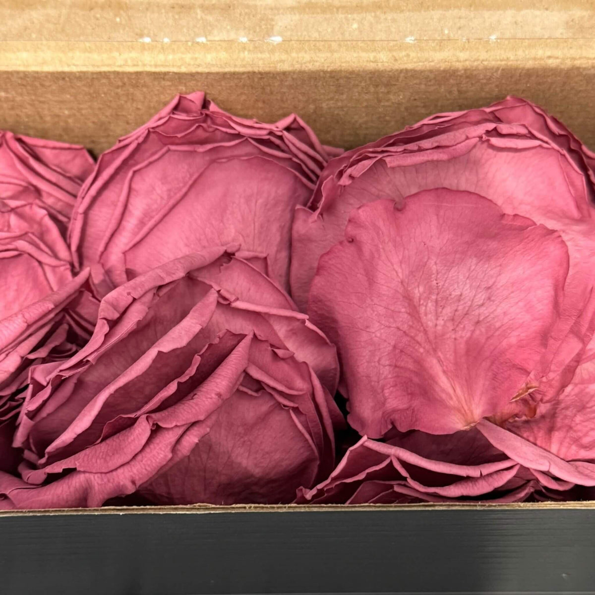 Petale de Trandafiri Criogenati PETALS VIO - 02 (cutie) - DepozituldeCriogenati.ro