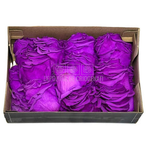 Petale purpurii de Trandafiri Criogenati RoseAmor PUR - 02 la Cutie 100 gr - Depozitul de Criogenati