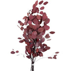 Populus Eucalipt Rosu inchis (Buchet Criogenat) - DepozituldeCriogenati.ro