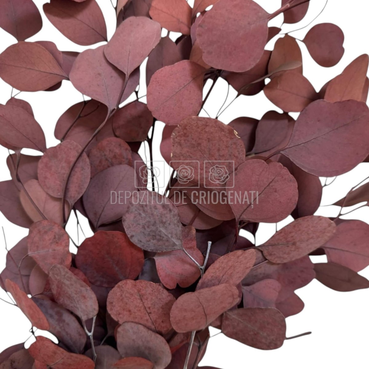 Populus Eucalipt Rosu inchis (Buchet Criogenat) - DepozituldeCriogenati.ro