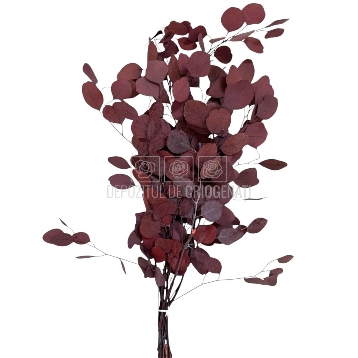 Populus Eucalipt Rosu inchis (Buchet Criogenat) - DepozituldeCriogenati.ro