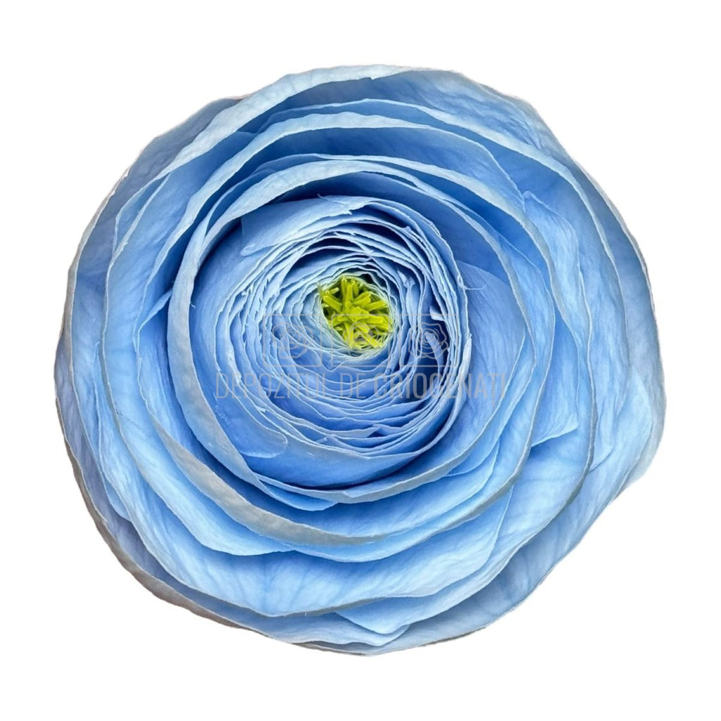 Ranunculus Criogenat BLU-89 (dia. 6cm, set 9 buc /cutie) - DepozituldeCriogenati.ro