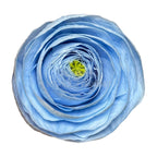 Ranunculus Criogenat BLU-89 (dia. 6cm, set 9 buc /cutie) - DepozituldeCriogenati.ro
