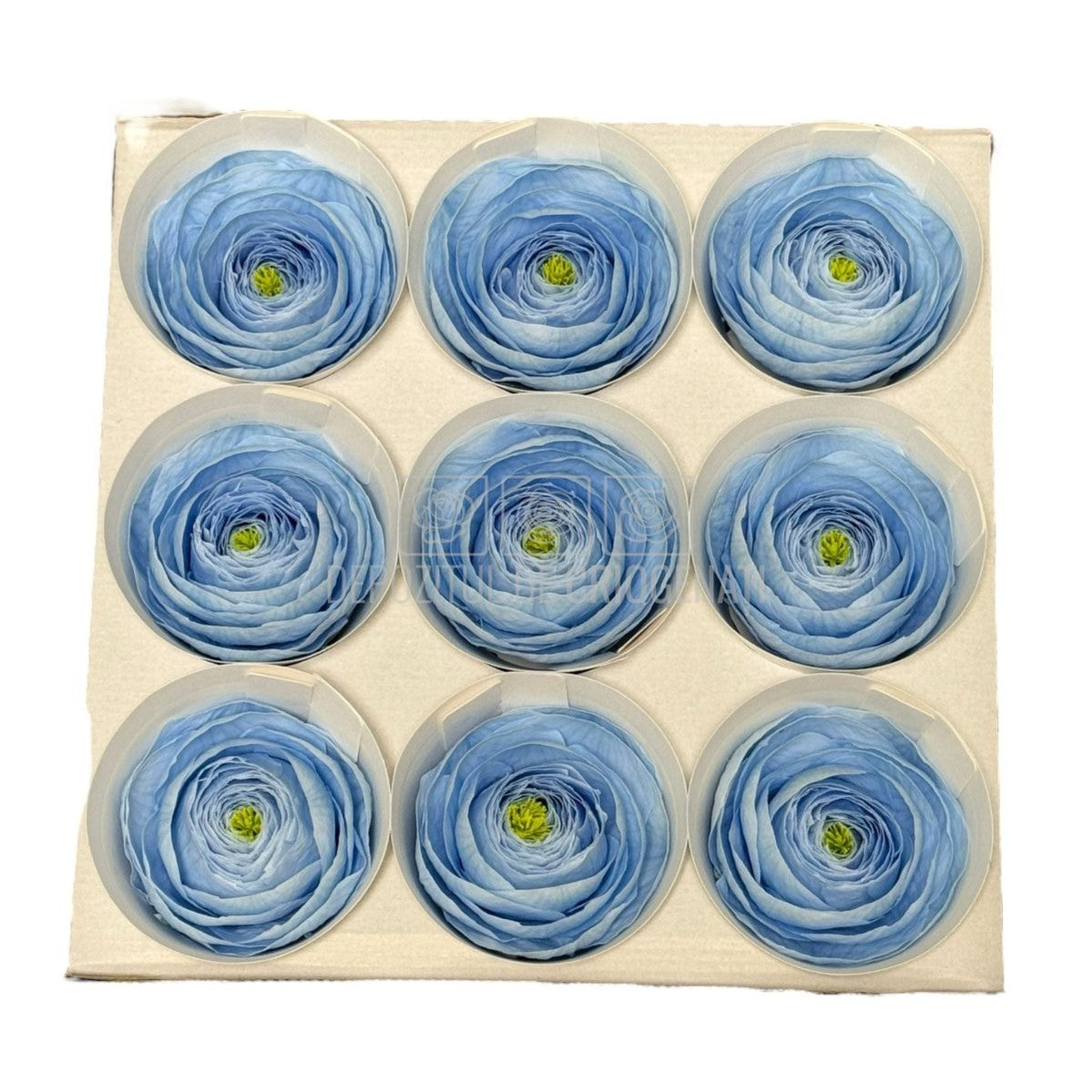 Ranunculus Criogenat BLU-89 (dia. 6cm, set 9 buc /cutie) - DepozituldeCriogenati.ro