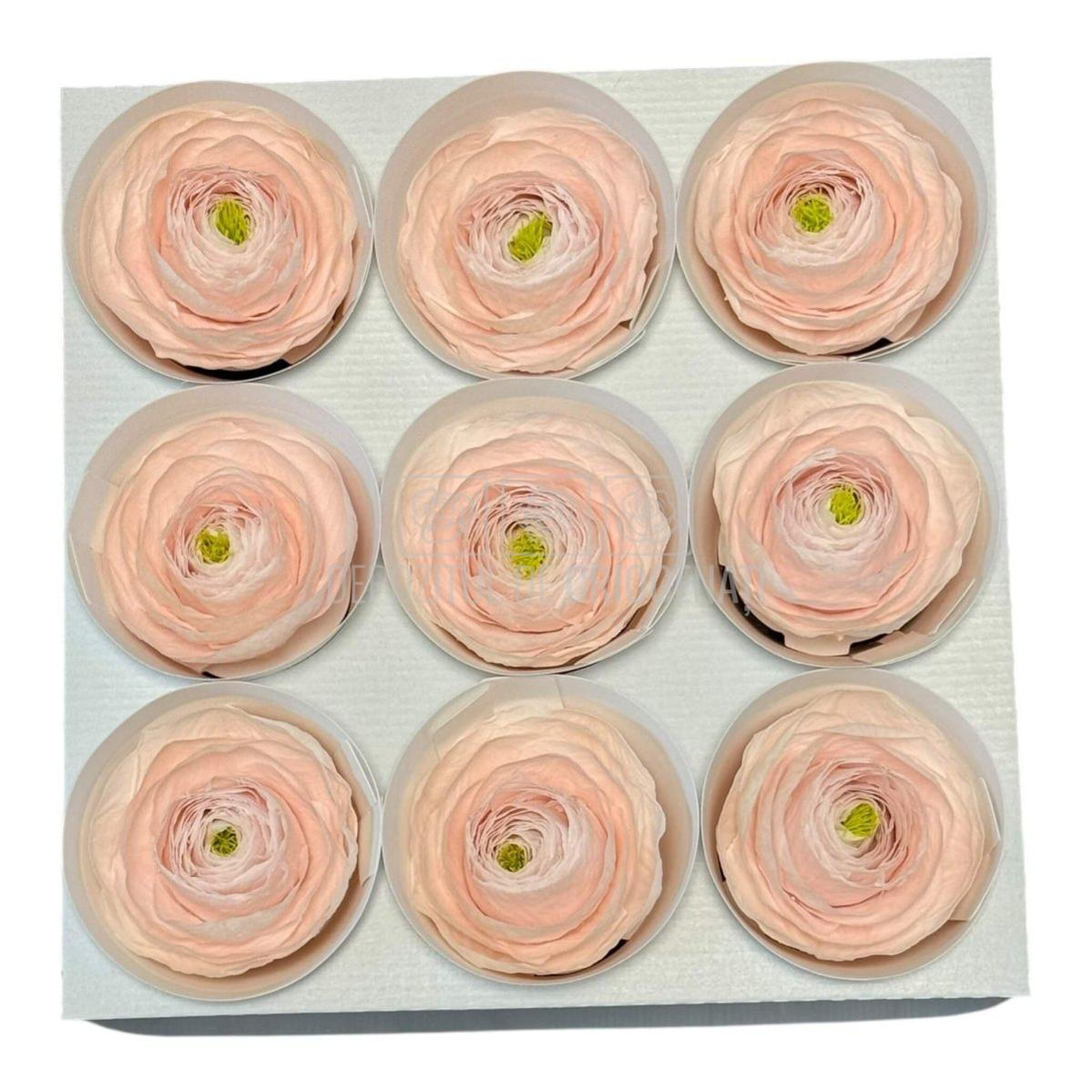 Ranunculus Criogenat Roz Set 9 buc - Depozitul de Criogenati