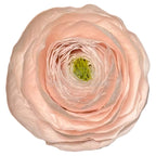 Ranunculus Criogenat Roz Set 9 buc - Depozitul de Criogenati