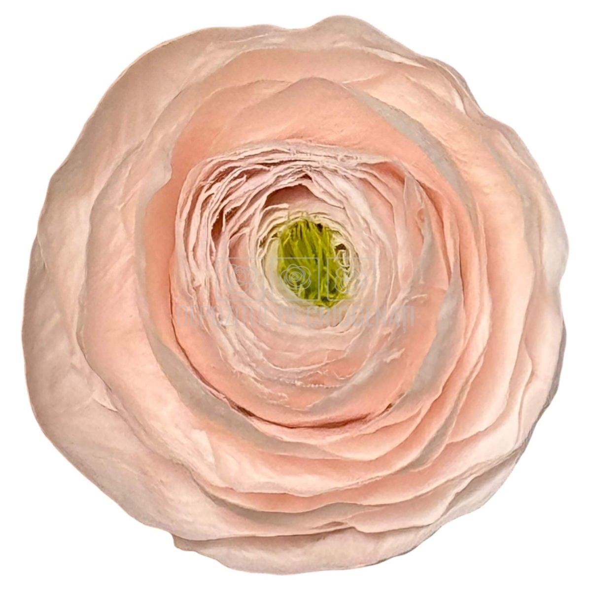 Ranunculus Criogenat Roz Set 9 buc - Depozitul de Criogenati