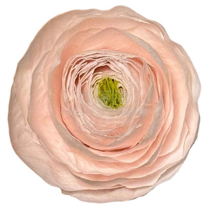 Ranunculus Criogenat Roz Set 9 buc - Depozitul de Criogenati