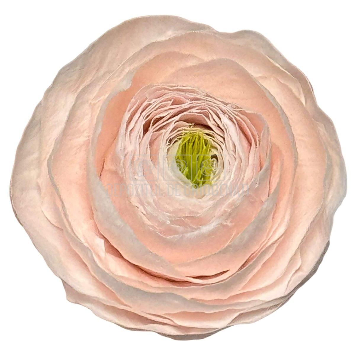 Ranunculus Criogenat Roz Set 9 buc - Depozitul de Criogenati